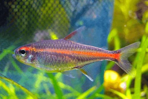 Glowlight Tetra, a community leaning 1.5 inch aquarium species for 10+ gallon tanks