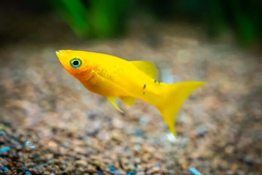Gold Lyretail Molly, a community leaning 4.5 inch aquarium species for 30+ gallon tanks
