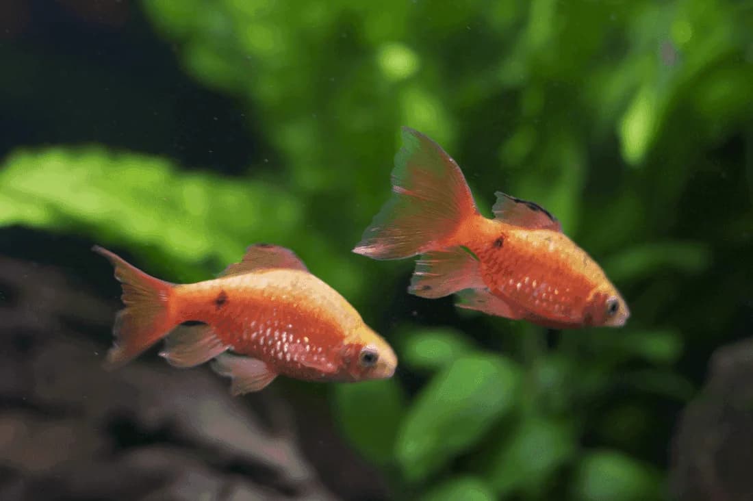 Gold Neon Rosy Barb