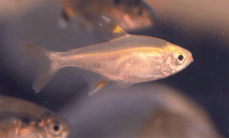 Gold Pristella Tetra, a community leaning 1.8 inch aquarium species for 15+ gallon tanks