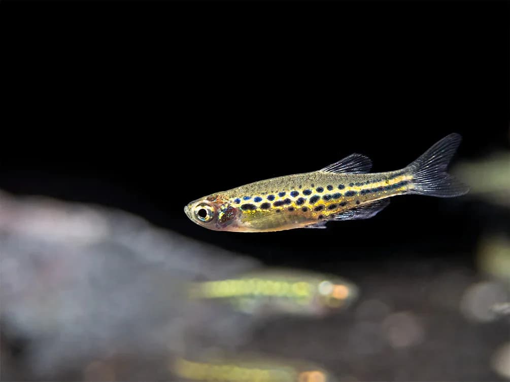 Gold Ring Danio, a community leaning 1.2 inch aquarium species for 15+ gallon tanks