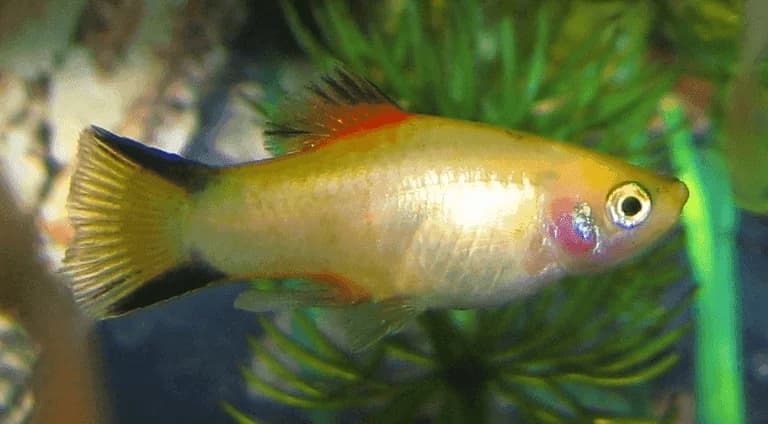 Gold Twin Bar Platy, a community leaning 2.5 inch aquarium species for 20+ gallon tanks