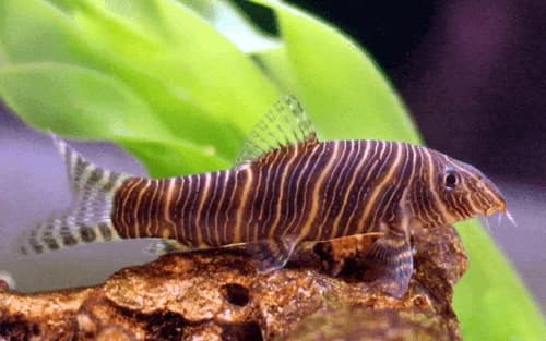 Gold Zebra Loach