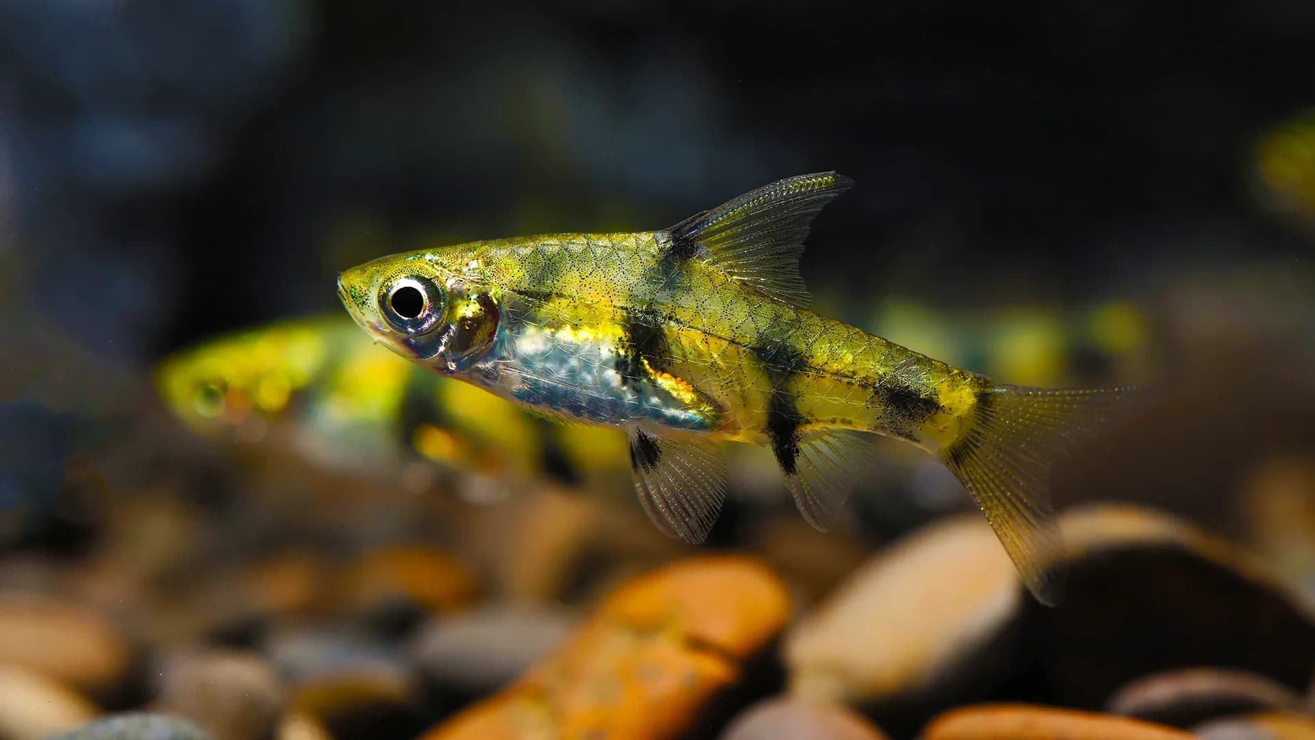 Golden Dwarf Barb, a community leaning 1.5 inch aquarium species for 15+ gallon tanks