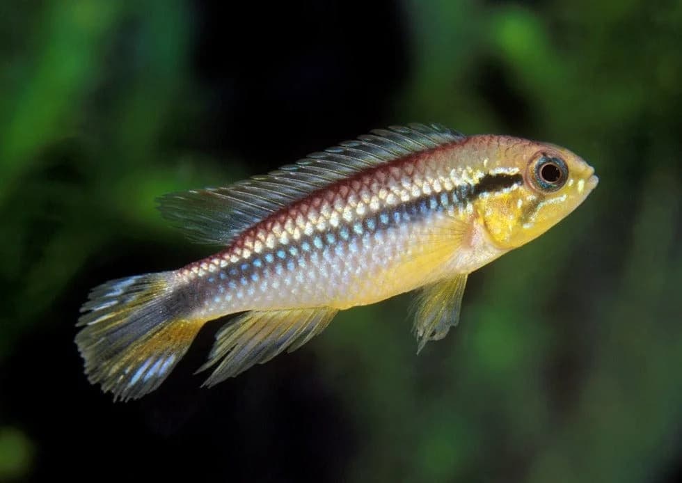 Golden Dwarf Cichlid, a community leaning 3 inch aquarium species for 20+ gallon tanks