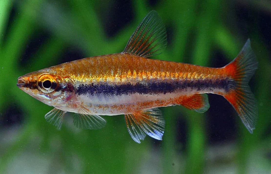 Golden Pencilfish, a community leaning 1.8 inch aquarium species for 20+ gallon tanks