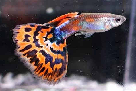 Golden Red Mosaic Guppy, a flashy 2 inch aquarium species for 10+ gallon tanks