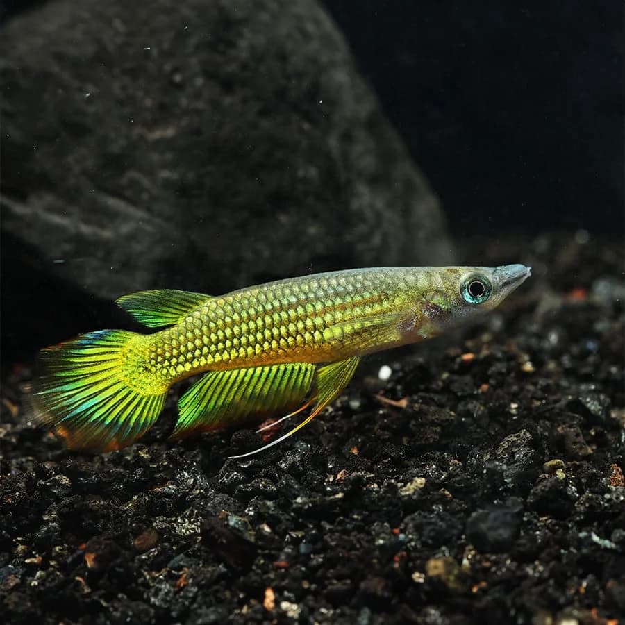 Golden Wonder Killifish, a flashy 4 inch aquarium species for 20+ gallon tanks