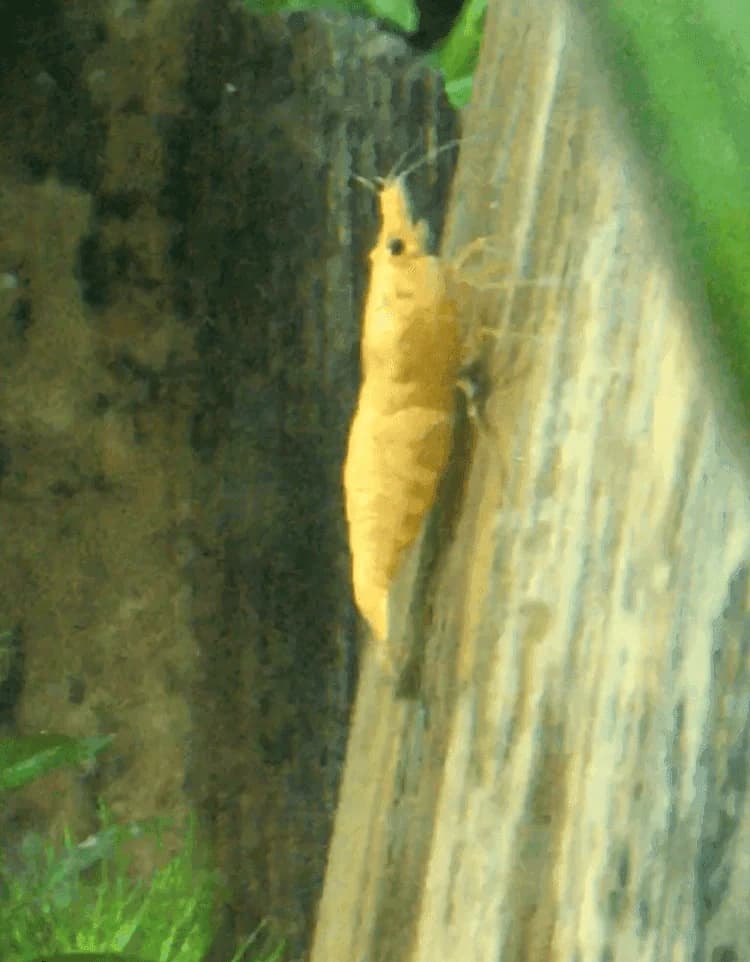Golden/Yellow Shrimp, a community leaning 1.2 inch aquarium species for 10+ gallon tanks