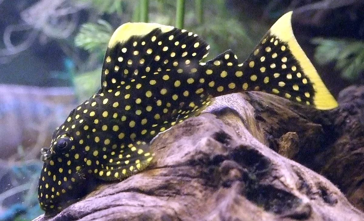 Goldie Pleco