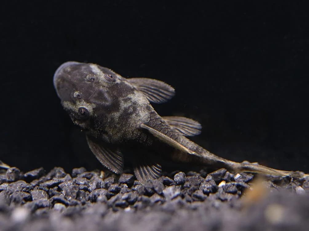 Green Dragon Bristlenose Pleco