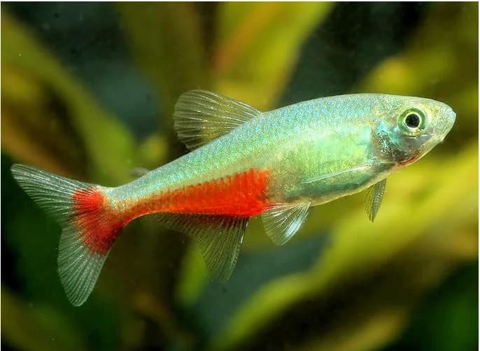 Green Fire Tetra, a community leaning 1.6 inch aquarium species for 15+ gallon tanks