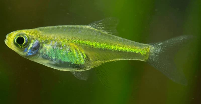 Green Neon Rasbora, a flashy 0.8 inch aquarium species for 10+ gallon tanks