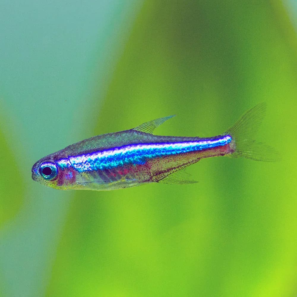 Green Neon Tetra, a flashy 1 inch aquarium species for 10+ gallon tanks