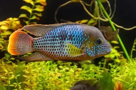 Green Terror Cichlid, a territorial 8 inch aquarium species for 75+ gallon tanks