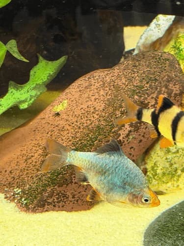 Green Tiger Barb, a fin-nipper 3 inch aquarium species for 30+ gallon tanks