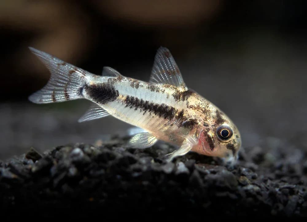 Habrosus Cory Catfish, a community leaning 1.4 inch aquarium species for 15+ gallon tanks