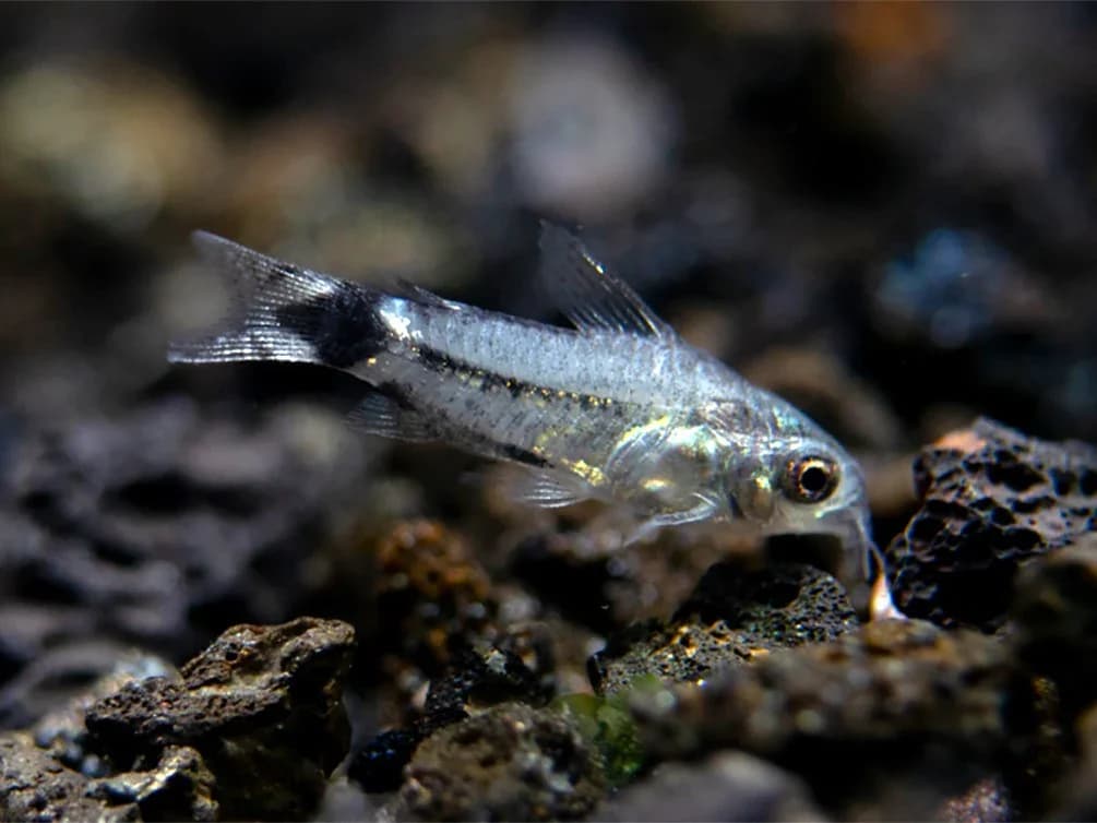 Hastatus Cory Catfish, a community leaning 1.2 inch aquarium species for 15+ gallon tanks
