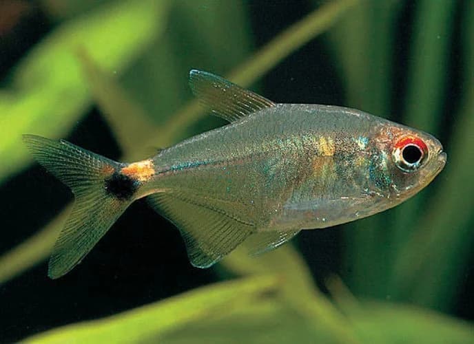 Head and Tail Light Tetra, a community leaning 2 inch aquarium species for 20+ gallon tanks