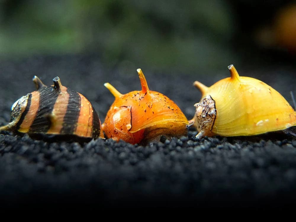 Horned Nerite Snail, a community leaning 1 inch aquarium species for 5+ gallon tanks
