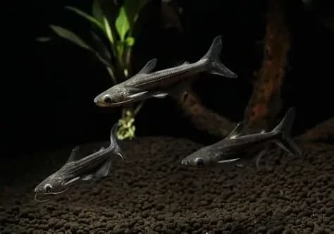 Iridescent Shark, a community leaning 3 inch aquarium species for 30+ gallon tanks
