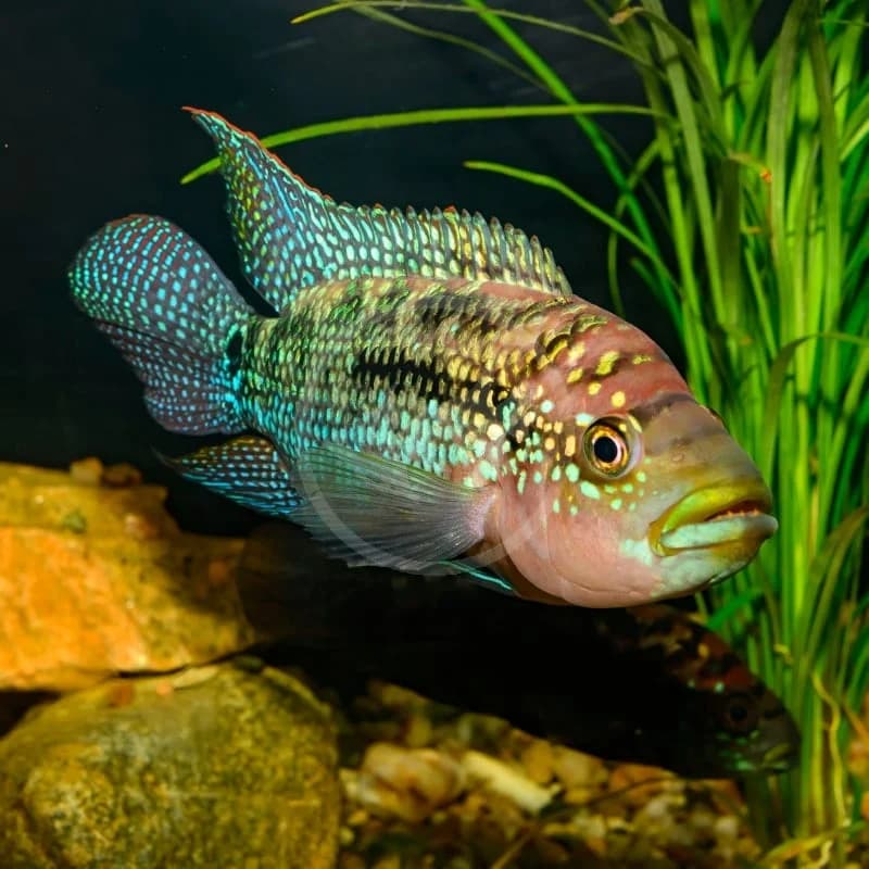 Jack Dempsey Cichlid, a territorial 10 inch aquarium species for 75+ gallon tanks
