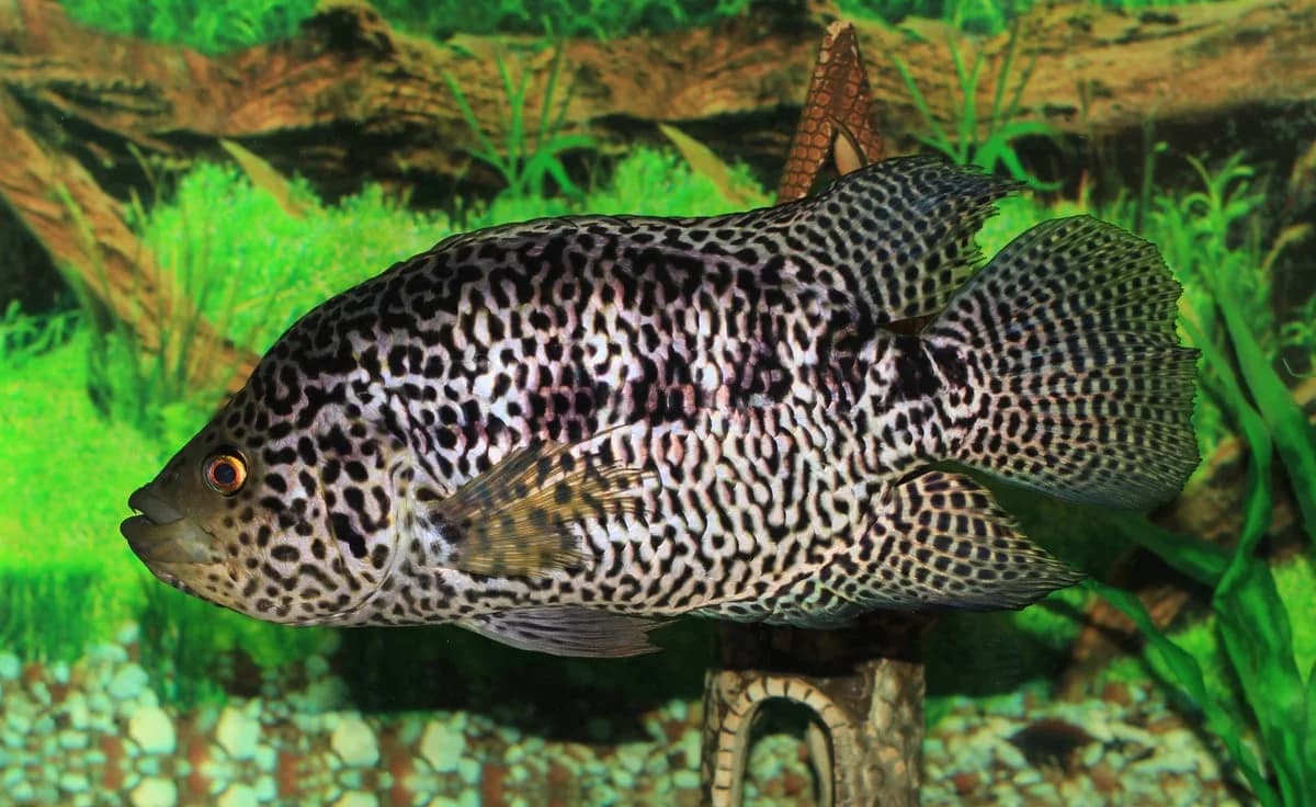Jaguar Cichlid, a territorial 18 inch aquarium species for 180+ gallon tanks