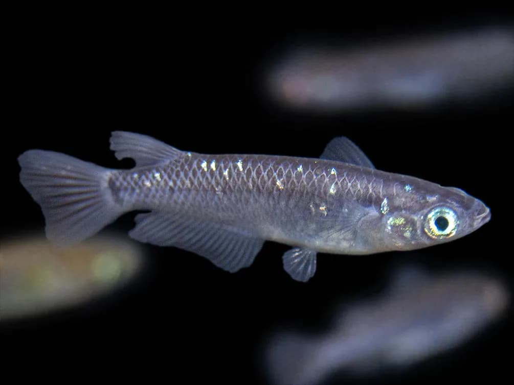 Japanese Ricefish, a community leaning 1.5 inch aquarium species for 10+ gallon tanks