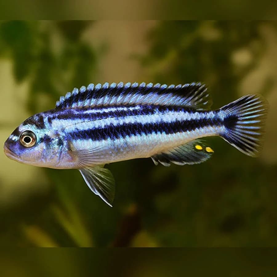 Johanni Cichlid, a territorial 4 inch aquarium species for 55+ gallon tanks