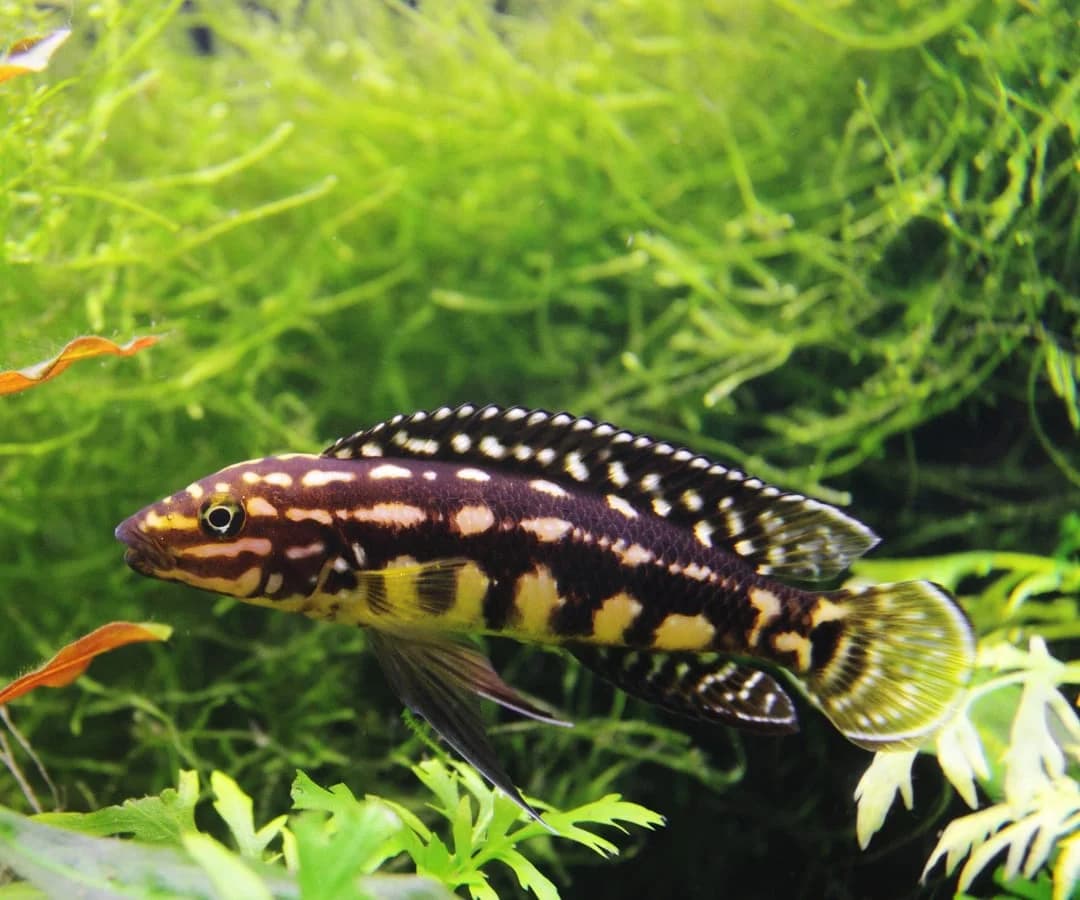 Julidochromis Marlieri, a community leaning 5 inch aquarium species for 40+ gallon tanks
