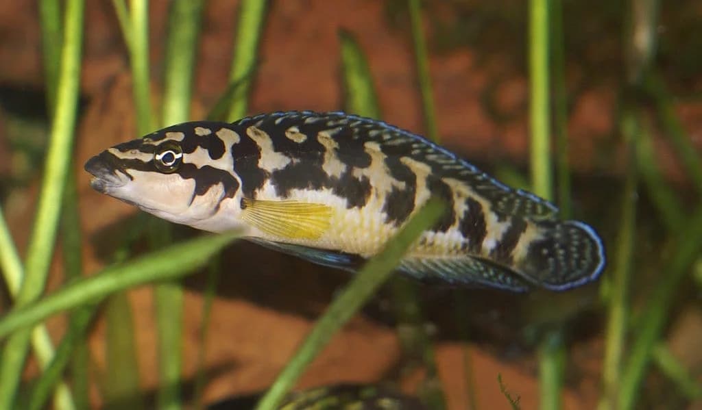 Julidochromis Transcriptus, a community leaning 3 inch aquarium species for 30+ gallon tanks