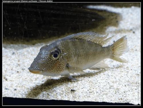 Jurupari Eartheater Cichlid
