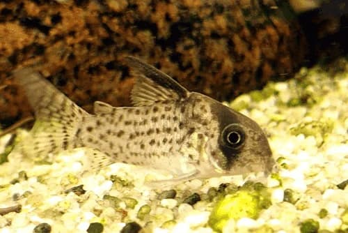 Kanei Cory Catfish, a community leaning 2.5 inch aquarium species for 20+ gallon tanks