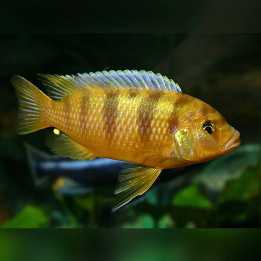 Kenyi Cichlid, a territorial 6 inch aquarium species for 75+ gallon tanks