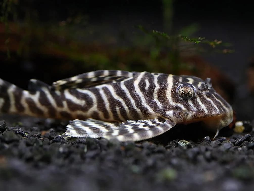 King Tiger Pleco, a community leaning 5 inch aquarium species for 40+ gallon tanks