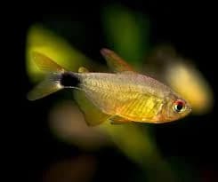 Kitty Tetra, a community leaning 1.2 inch aquarium species for 15+ gallon tanks