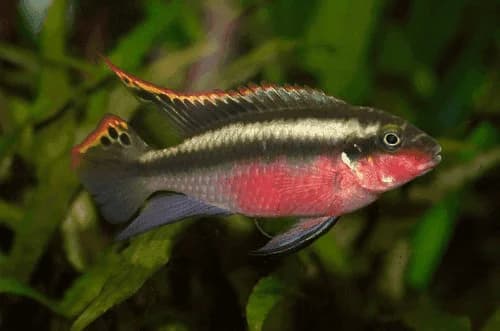 Kribensis Cichlid, a flashy 4 inch aquarium species for 30+ gallon tanks