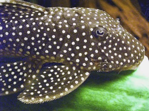 L-018 Gold Nugget Pleco