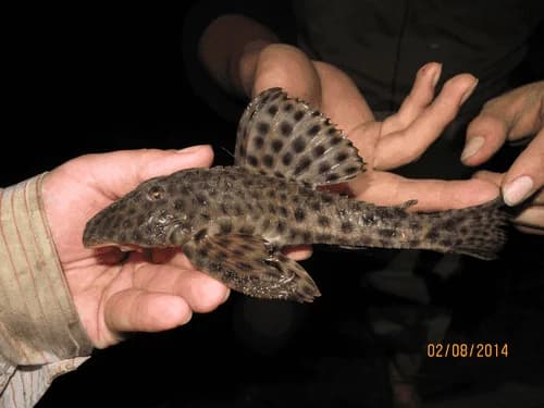 L-106 Orange Seam Pleco, a community leaning 6 inch aquarium species for 55+ gallon tanks