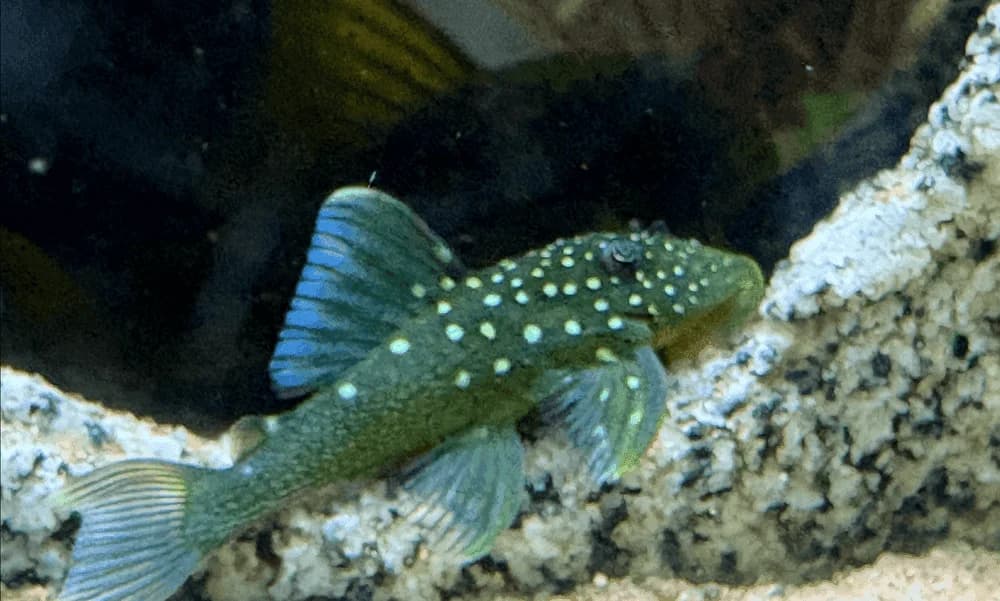 L-128 Blue Phantom Pleco, a community leaning 7 inch aquarium species for 55+ gallon tanks
