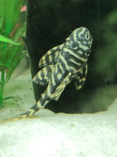 L-129 Colombian Zebra Pleco, a flashy 3.5 inch aquarium species for 30+ gallon tanks