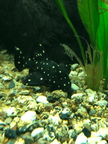 L-240 Galaxias/Vampire Pleco, a community leaning 8 inch aquarium species for 75+ gallon tanks