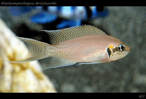 Lamp. Daffodil Cichlid, a territorial 4 inch aquarium species for 30+ gallon tanks