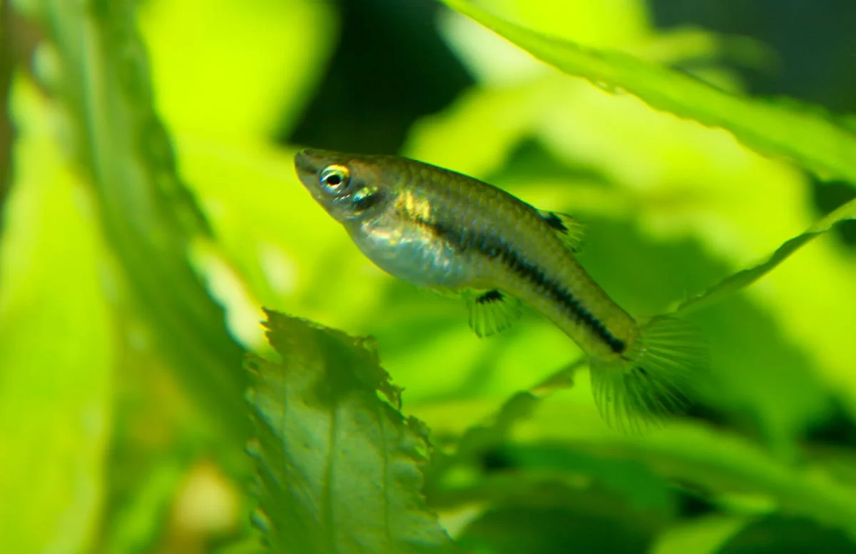 Least Killifish, a community leaning 1.2 inch aquarium species for 10+ gallon tanks