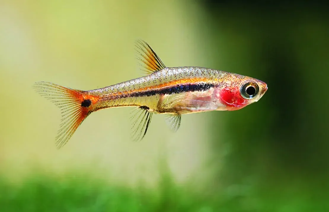 Least Rasbora, a community leaning 0.6 inch aquarium species for 10+ gallon tanks