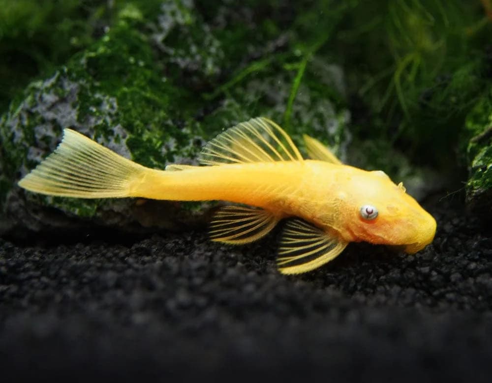 Lemon Blue Eye Bristlenose Pleco