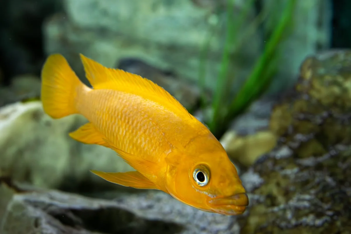 Lemon Cichlid, a flashy 4 inch aquarium species for 30+ gallon tanks