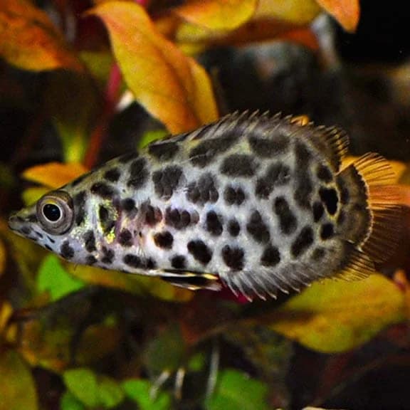 Leopard Bushfish, a community leaning 6 inch aquarium species for 55+ gallon tanks