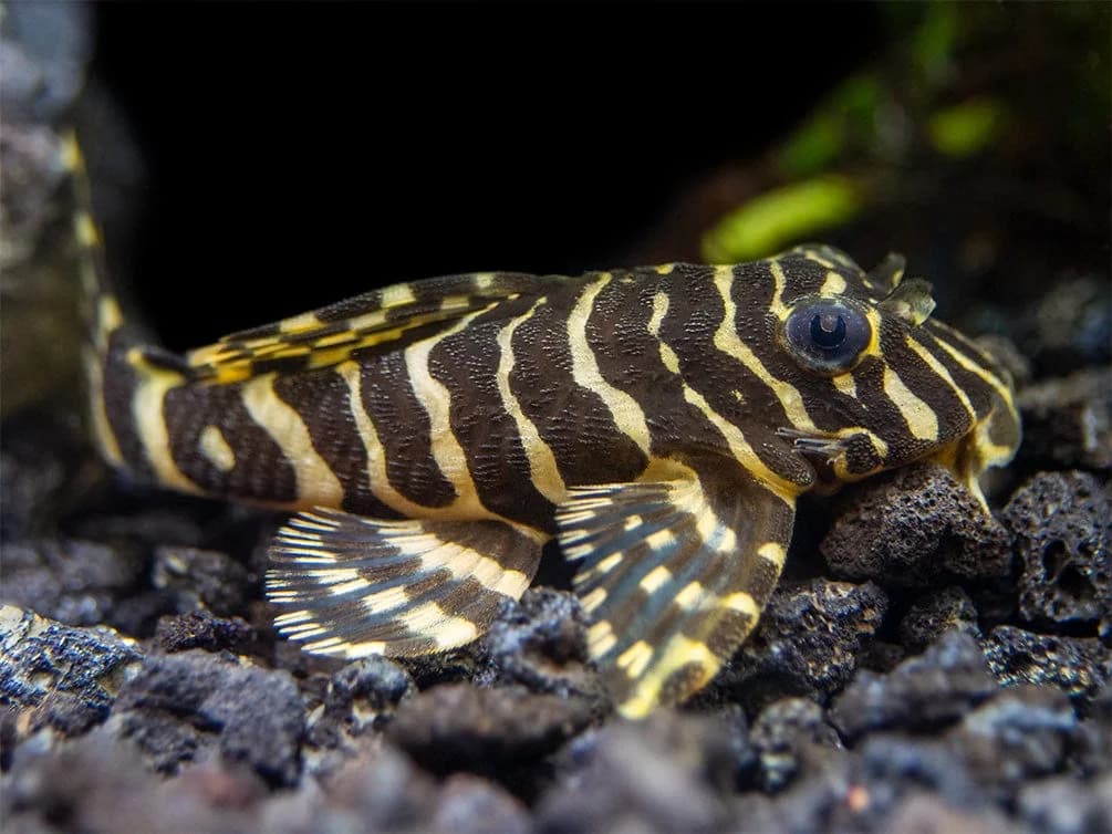Leopard Frog Pleco, a flashy 4 inch aquarium species for 30+ gallon tanks