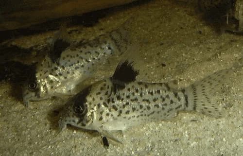 Leucomelas Cory Catfish, a community leaning 2.5 inch aquarium species for 20+ gallon tanks